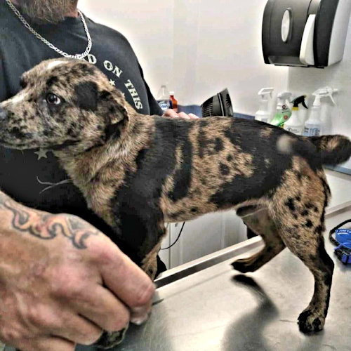 Dog for Adoption Jace, a Catahoula Leopard Dog in Polk County, NC