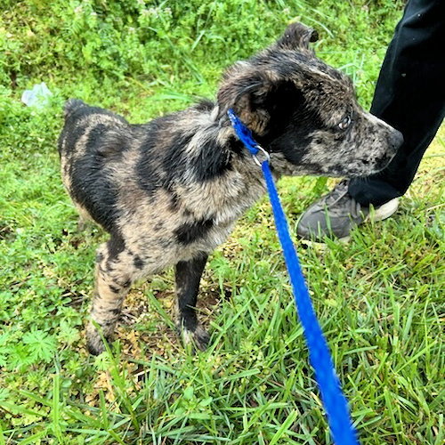 Dog for Adoption Jace, a Catahoula Leopard Dog in Polk County, NC