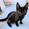 adoptable Cat in rutherfordton, NC named Pepper
