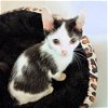 adoptable Cat in rutherfordton, NC named Sealy