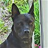 adoptable Dog in rutherfordton, NC named Sissi