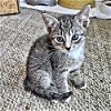adoptable Cat in rutherfordton, NC named Rose
