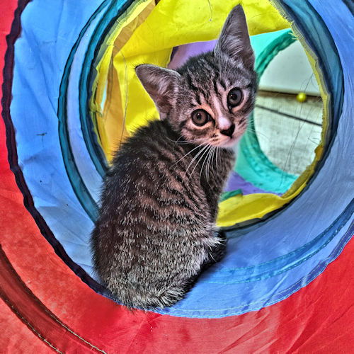 Cats for Adoption in Polk County, North Carolina | Alpha Paw