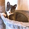 adoptable Cat in rutherfordton, NC named Gertie