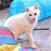 adoptable Cat in rutherfordton, NC named Andy