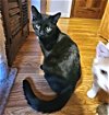 adoptable Cat in rutherfordton, NC named Handsome