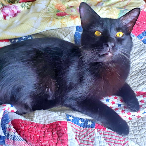 SHOES - Domestic Medium Hair available for adoption