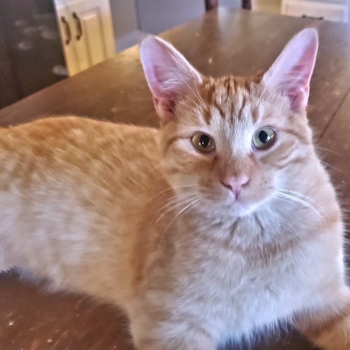 adoptable Cat in Rutherfordton, NC named Davey Crockett