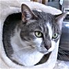 adoptable Cat in rutherfordton, NC named Zeppelin