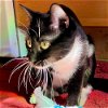 adoptable Cat in rutherfordton, NC named Bella