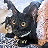 adoptable Cat in Rutherfordton, NC named Ivy