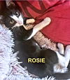 adoptable Cat in Rutherfordton, NC named Rosie