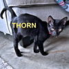 adoptable Cat in Rutherfordton, NC named Thorn