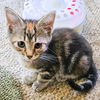 adoptable Cat in Rutherfordton, NC named Mia