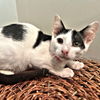 adoptable Cat in Rutherfordton, NC named Moo