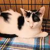 adoptable Cat in Rutherfordton, NC named Moo