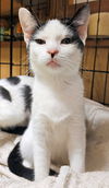 adoptable Cat in Rutherfordton, NC named Eloise