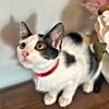 adoptable Cat in Rutherfordton, NC named Callie