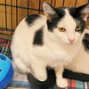 adoptable Cat in Rutherfordton, NC named Callie