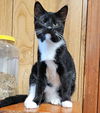 adoptable Cat in Rutherfordton, NC named Eugene