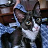 adoptable Cat in Rutherfordton, NC named Miyu