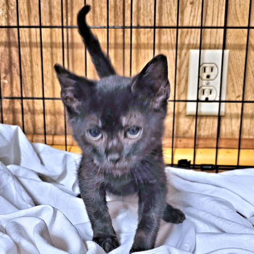 adoptable Cat in Rutherfordton, NC named Moon Kelly