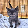 adoptable Cat in Rutherfordton, NC named Moon Kelly