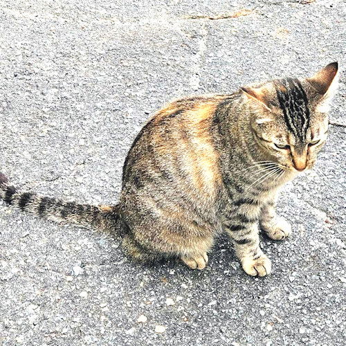 adoptable Cat in Rutherfordton, NC named Hayley