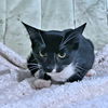 adoptable Cat in Rutherfordton, NC named Paul