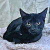 adoptable Cat in Rutherfordton, NC named Rosco