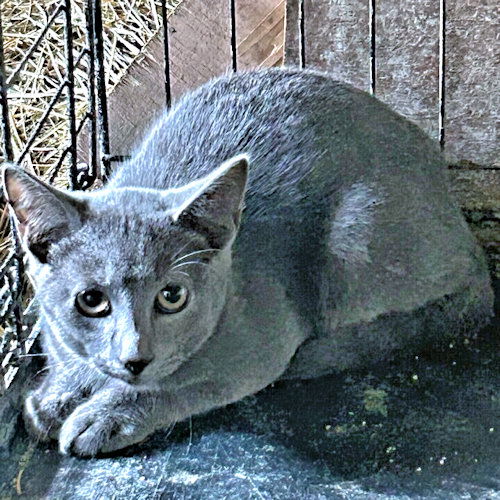 adoptable Cat in Rutherfordton, NC named Bo