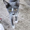 adoptable Cat in Rutherfordton, NC named Willie