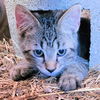 adoptable Cat in Rutherfordton, NC named Bandit