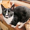 adoptable Cat in Rutherfordton, NC named White Sox