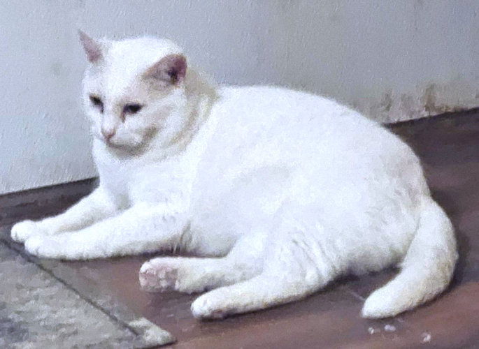 adoptable Cat in Rutherfordton, NC named Snowflake