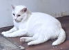 adoptable Cat in Rutherfordton, NC named Snowflake