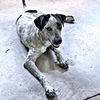 adoptable Dog in Rutherfordton, NC named Lady