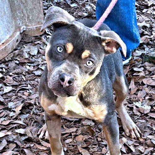 adoptable Dog in Rutherfordton, NC named Ruby