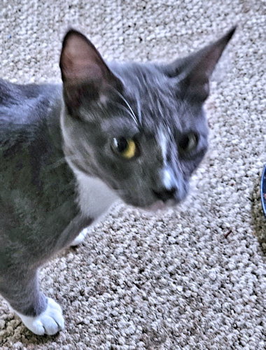 WILLIE - Domestic Short Hair available for adoption