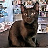 adoptable Cat in Rutherfordton, NC named Zoom