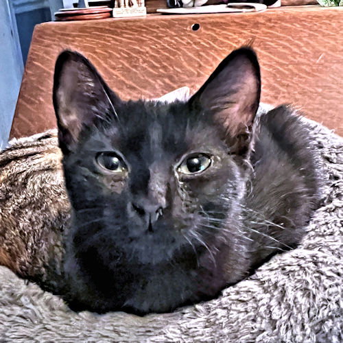 ZOOM - Domestic Short Hair available for adoption