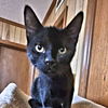 adoptable Cat in Rutherfordton, NC named Jack Jones