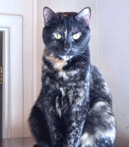 JOYOUS - Tortoiseshell available for adoption