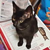 adoptable Cat in , NC named Rosebud