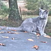 adoptable Cat in rutherfordton, NC named Windy