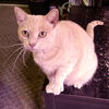 adoptable Cat in rutherfordton, NC named Momma