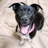 adoptable Dog in rutherfordton, NC named Delilah