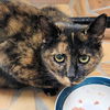 adoptable Cat in  named Crystal