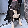 adoptable Dog in rutherfordton, NC named Scout