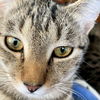 adoptable Cat in rutherfordton, NC named Ashton